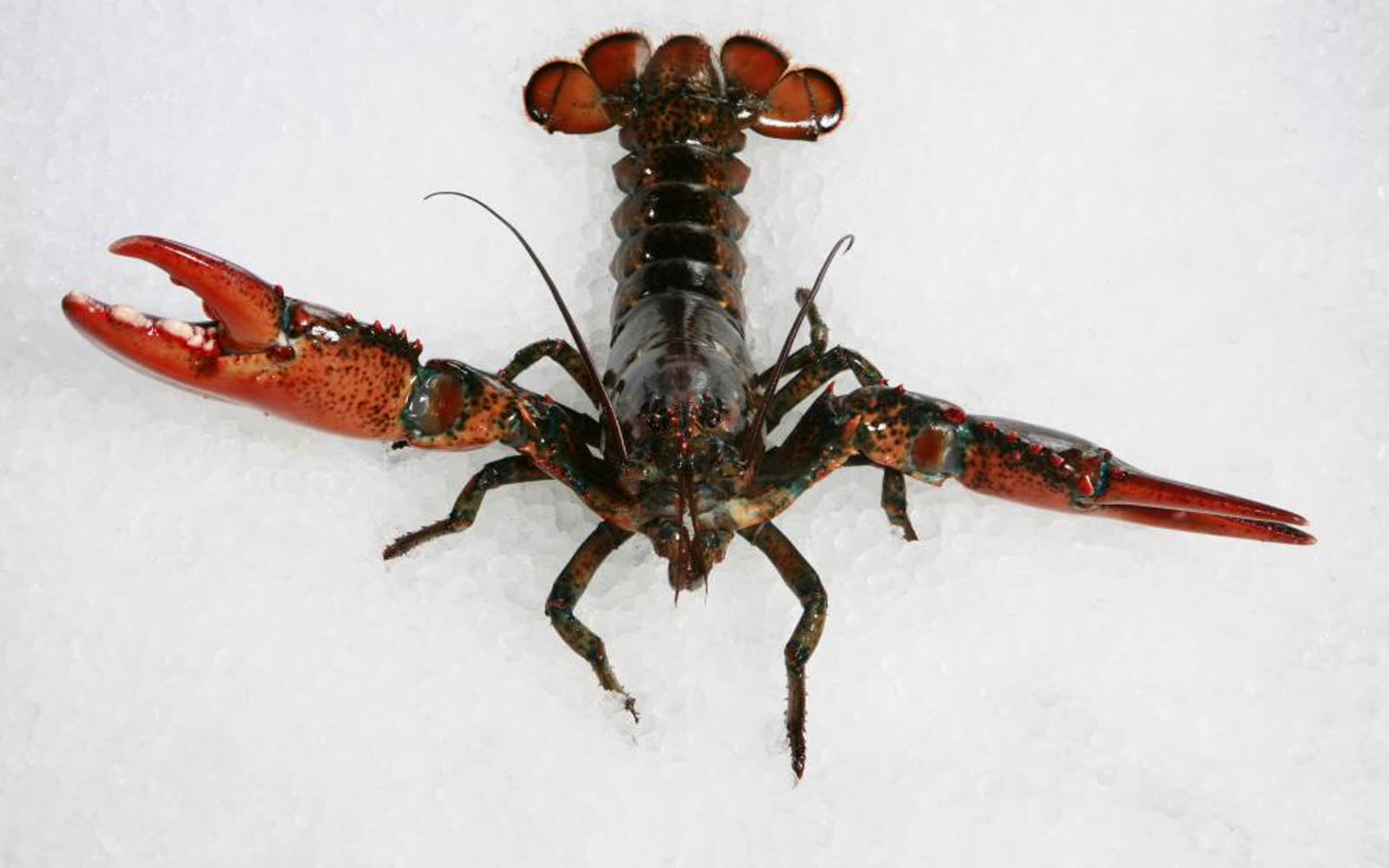 A platter of lobster and shellfish on a table